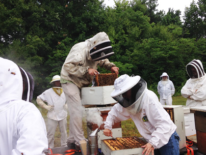 Inspecting Hives
